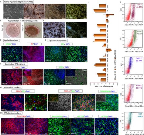 Differentiation and characterization of the retinal pigment epithelium... | Download Scientific ...