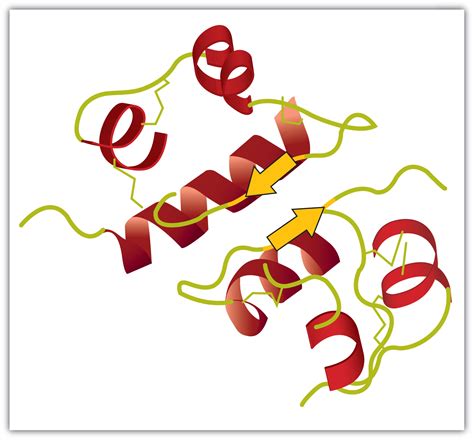 18.4 Proteins | The Basics of General, Organic, and Biological Chemistry