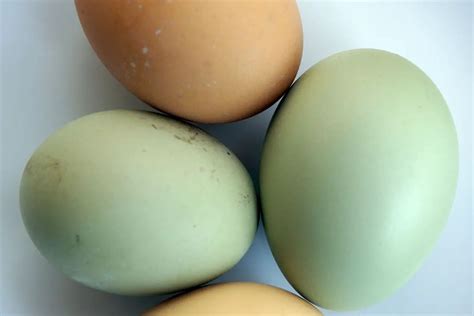 Green Queen Chicken: Egg Production, Breed Personality And Care