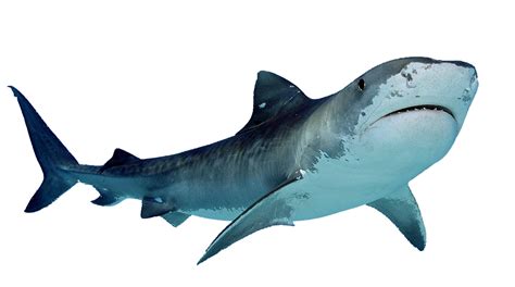 Shark PNG
