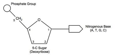 Molecular Genetics Jeopardy Template