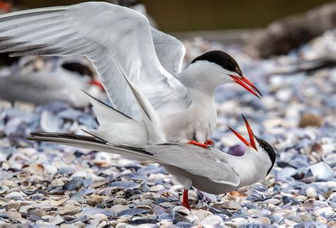 Manmade Common Tern breeding platform on Behance