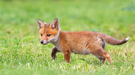 Cute Baby Fox Wallpaper (54+ images)