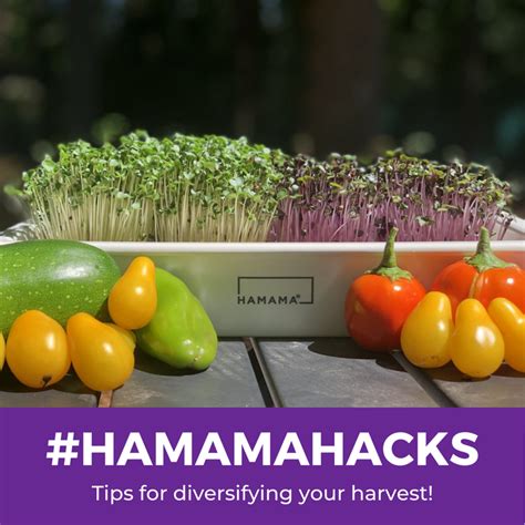 Hamama Hacks: #5 How to Store Unused Seed Quilts