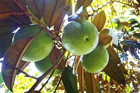 Tropical Taste of Hawaii: The mouth-watering Mountain Apple | Dengarden