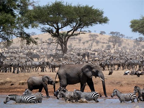 Serengeti wildlife photos from Discovery Channel's new series