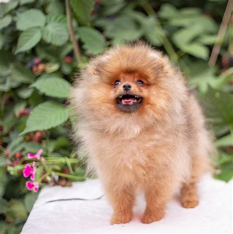 Beautiful Orange Dog - Pomeranian Spitz. Puppy Pomeranian Dog Cute Pet Happy Smile Playing in ...