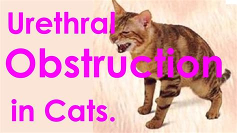 Urethral obstruction in Cats. Treatment Options - YouTube