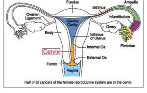 Female Reproductive System: Parts, Anatomy & Function » How To Relief