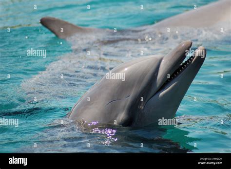 Israel Eilat Dolphin reef Stock Photo - Alamy