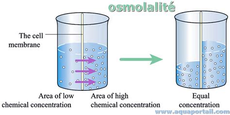 Osmolalité : définition et explications