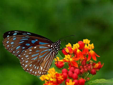 wallpapers: Butterfly Desktop Backgrounds