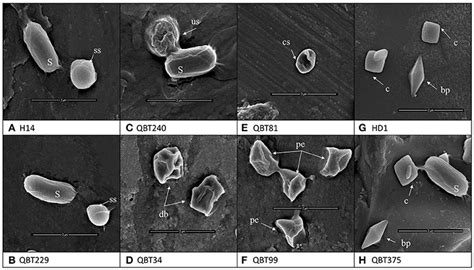 Frontiers | Diversity of Bacillus thuringiensis Strains From Qatar as Shown by Crystal ...