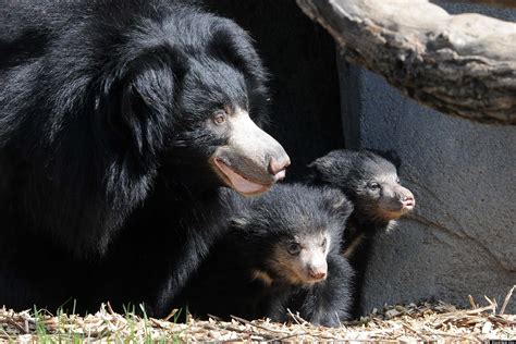 Sloth Bear Cubs At Brookfield Zoo: Mama Hani Welcomes Litter Of Baby ...