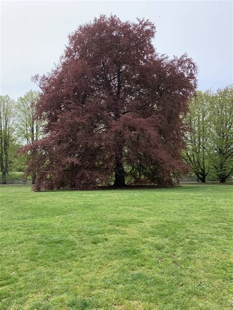 Spotted this beautiful copper Beech tree in Kungsparken Malmö. #gardening #garden #DIY #home # ...