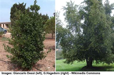 Laurel Tree (Sweet Bay): Leaves, Flowers, Fruit (Pictures ...