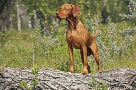 8 Breeds That Are Excellent Bird Hunters – American Kennel Club