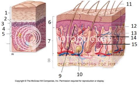 Skin Diagram Quiz