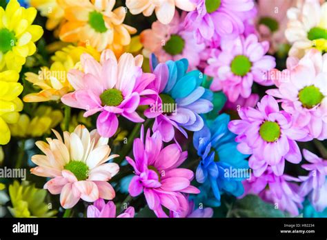 Chrysanthemum Rainbow Flower Stock Photo - Alamy