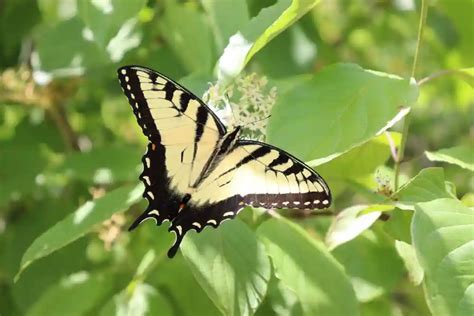 Canadian Tiger Swallowtail Butterfly: Identification, Facts, & Pictures