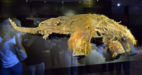 Harvard Scientists Plan To Resurrect Woolly Mammoth By 2019