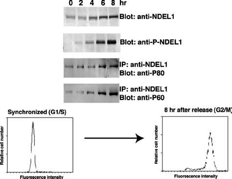 Synchronized HeLa cell culture. HeLa cells synchronized in G1/S with ...