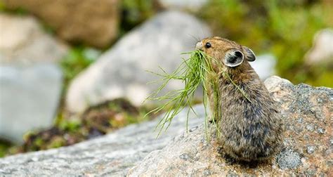 Wildlife of Glacier National Park: 6 Iconic Species