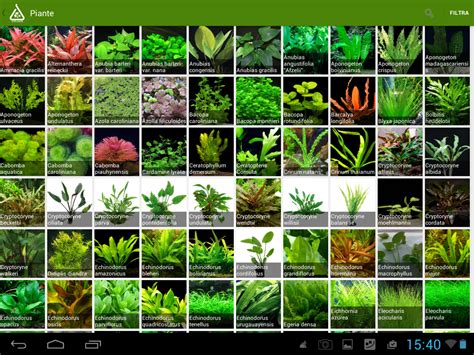 Aquarium plants | Freshwater plants, Planted aquarium, Freshwater aquarium plants