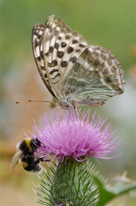 Wer kann mir diesen Falter bestimmen? - Identification of Butterflies ...