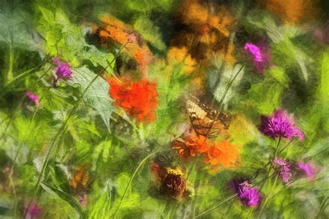 Swallowtail in Garden Photograph by Francis Sullivan - Pixels