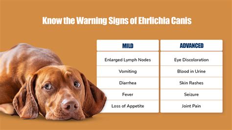 Ehrlichia Canis Symptoms, Treatment, and Prevention in Dogs | Zigly - Blog