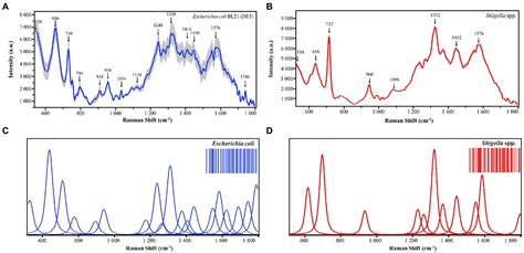 Rapid discrimination of Shigella spp. and Escherichia coli via label ...