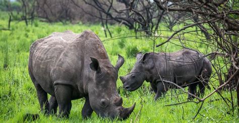 Animals of Uganda: A Complete Guide to Uganda Wildlife