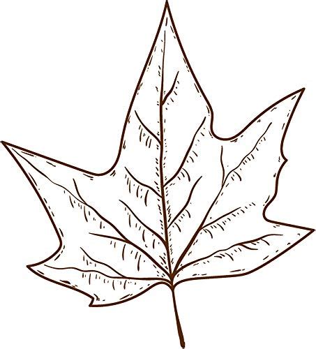 Cartoon Leaf Outline