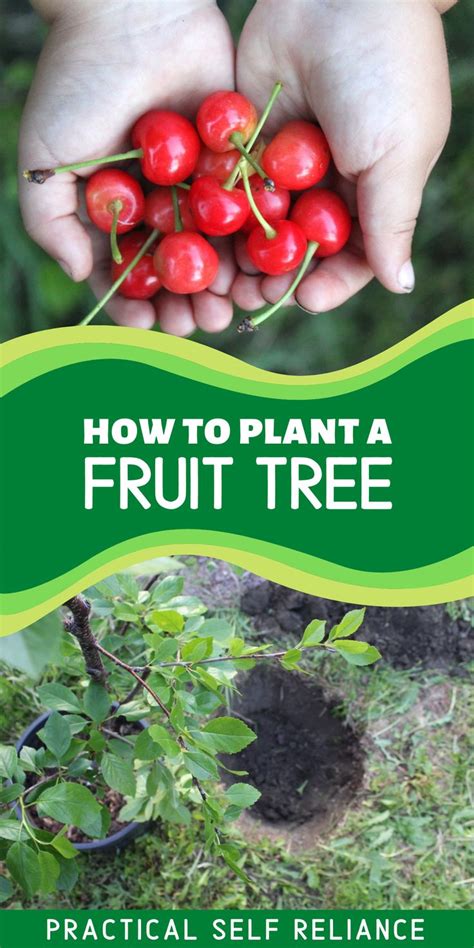 How to Plant a Fruit Tree ~ Step by Step Guide | Fruit trees, Grow your own food, Growing fruit