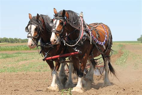 DRAFT HORSE - Performance Horse Nutrition