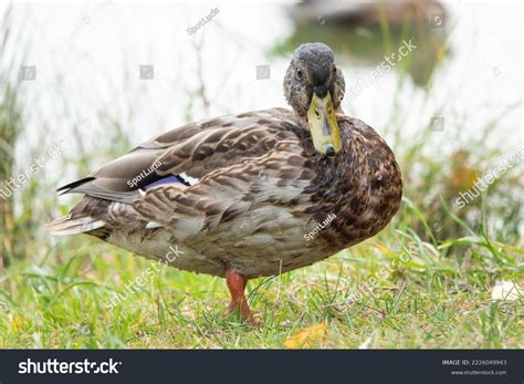 6,327 Flying Female Mallard Images, Stock Photos & Vectors | Shutterstock