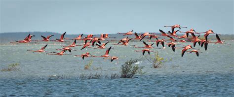 Great Inagua, The Bahamas, 2012 | Flock of flamingos in Grea… | Flickr