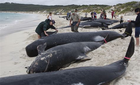 Solar Storms Causing Migrating Whales To Get Lost And Stranded ...