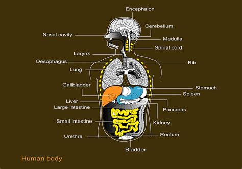 Body Organ Chart Left Side : Anatomy Of Apendics | Bodegawasues