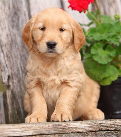 Golden Retriever Breed Guide - Pros and Cons of Golden Retrievers ...