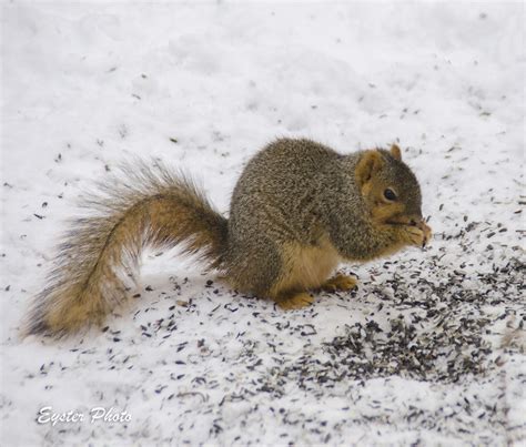 Pokagon in the winter! | The Wildlife is sure enjoy the weat… | Flickr