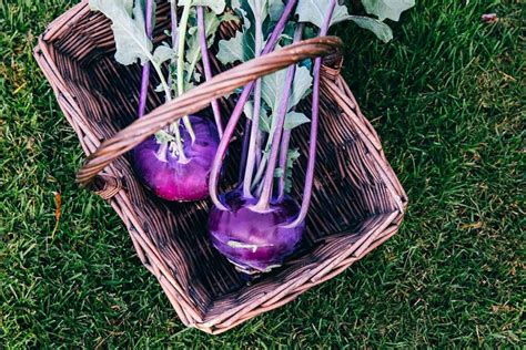 Tips for Harvesting Homegrown Kohlrabi | Gardener’s Path