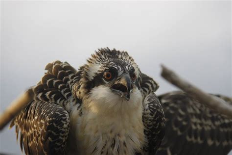 Peek Inside An Osprey Nest - Soundings Online