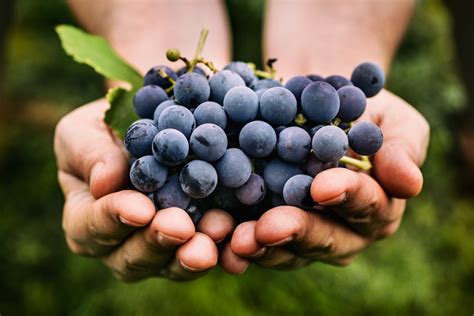 Tipos de uvas para elaborar el vino – Casa Gourmet