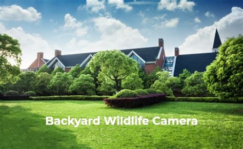 Best Backyard Wildlife Camera 2024