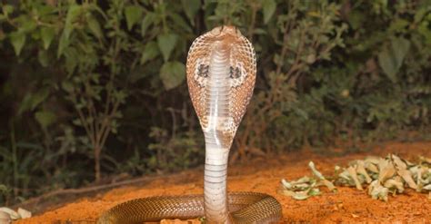 Indian Cobra Bite: Why it has Enough Venom to Kill 10 Humans & How to Treat It - A-Z Animals