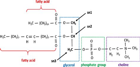 Phospholipids showing phosphatidylcholine structure. All phospholipids... | Download Scientific ...