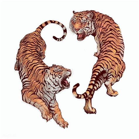 Hand drawn roaring tiger illustrations on an off white background | premium image by rawpixel ...