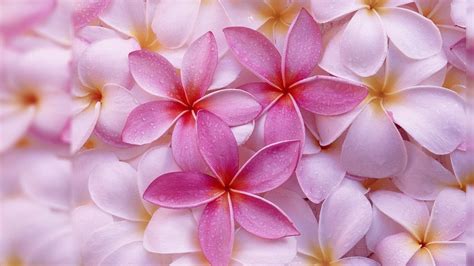 Beautiful Flower Wallpapers For Desktop